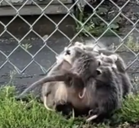 Part2 Animals Rescue #dogrescue #rescuedog #dogsofttiktok #foryoupage #foryou #dogs