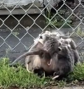 Part2 Animals Rescue #dogrescue #rescuedog #dogsofttiktok #foryoupage #foryou #dogs