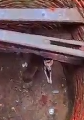 Part2 Animals Rescue #dogrescue #rescuedog #dogsofttiktok #foryoupage #foryou #dogs