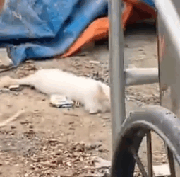 Part2 Animals Rescue #dogrescue #rescuedog #dogsofttiktok #foryoupage #foryou #dogs