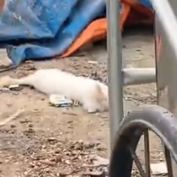 Part2 Animals Rescue #dogrescue #rescuedog #dogsofttiktok #foryoupage #foryou #dogs