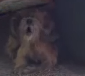 Part2 Animals Rescue #dogrescue #rescuedog #dogsofttiktok #foryoupage #foryou #dogs