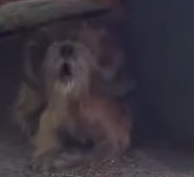 Part2 Animals Rescue #dogrescue #rescuedog #dogsofttiktok #foryoupage #foryou #dogs