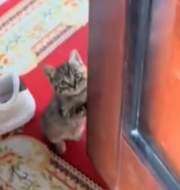 Part2 Animals Rescue #dogrescue #rescuedog #dogsofttiktok #foryoupage #foryou #dogs