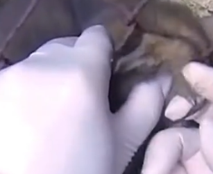 Part2 Animals Rescue #dogrescue #rescuedog #dogsofttiktok #foryoupage #foryou #dogs