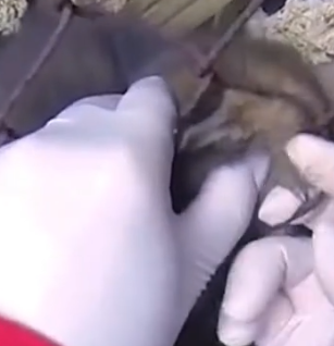 Part2 Animals Rescue #dogrescue #rescuedog #dogsofttiktok #foryoupage #foryou #dogs