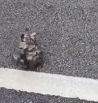 Part2 Animals Rescue #dogrescue #rescuedog #dogsofttiktok #foryoupage #foryou #dogs