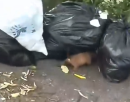 Part2 Animals Rescue #dogrescue #rescuedog #dogsofttiktok #foryoupage #foryou #dogs