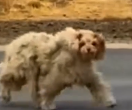 Part2 Animals Rescue #dogrescue #rescuedog #dogsofttiktok #foryoupage #foryou #dogs