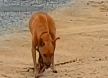 Part2 Animals Rescue #dogrescue #rescuedog #dogsofttiktok #foryoupage #foryou #dogs