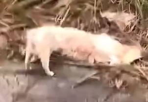 Part2 Animals Rescue #dogrescue #rescuedog #dogsofttiktok #foryoupage #foryou #dogs