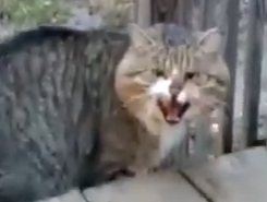 Part2 Animals Rescue #dogrescue #rescuedog #dogsofttiktok #foryoupage #foryou #dogs