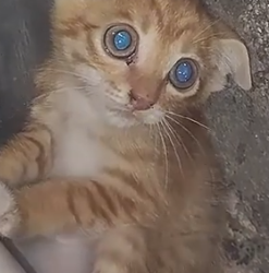 Part2 Animals Rescue #dogrescue #rescuedog #dogsofttiktok #foryoupage #foryou #dogs