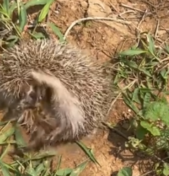 Part2 Animals Rescue #dogrescue #rescuedog #dogsofttiktok #foryoupage #foryou #dogs