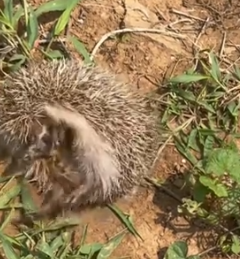 Part2 Animals Rescue #dogrescue #rescuedog #dogsofttiktok #foryoupage #foryou #dogs