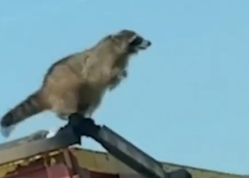 Part2 Animals Rescue #dogrescue #rescuedog #dogsofttiktok #foryoupage #foryou #dogs