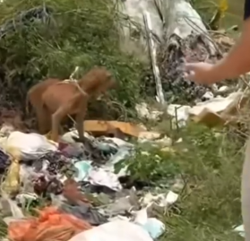 Part2 Animals Rescue #dogrescue #rescuedog #dogsofttiktok #foryoupage #foryou #dogs