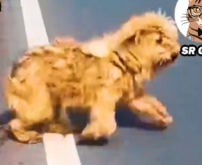 Part2 Animals Rescue #dogrescue #rescuedog #dogsofttiktok #foryoupage #foryou #dogs