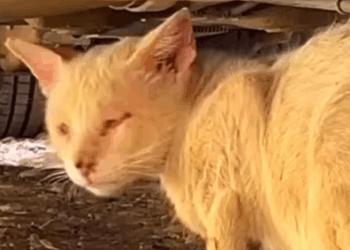 Part2 Animals Rescue #dogrescue #rescuedog #dogsofttiktok #foryoupage #foryou #dogs