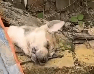 Part2 Animals Rescue #dogrescue #rescuedog #dogsofttiktok #foryoupage #foryou #dogs