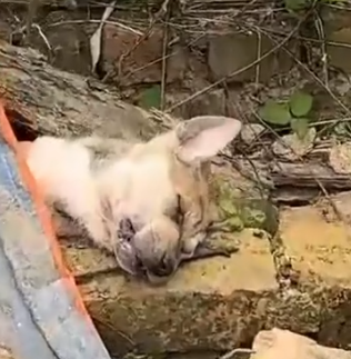 Part2 Animals Rescue #dogrescue #rescuedog #dogsofttiktok #foryoupage #foryou #dogs