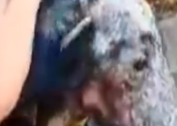 Part2 Animals Rescue #dogrescue #rescuedog #dogsofttiktok #foryoupage #foryou #dogs