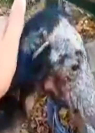 Part2 Animals Rescue #dogrescue #rescuedog #dogsofttiktok #foryoupage #foryou #dogs