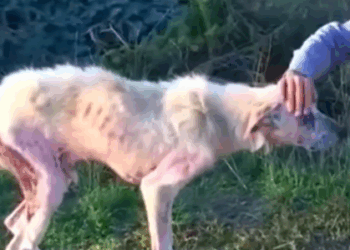 Part2 Animals Rescue #dogrescue #rescuedog #dogsofttiktok #foryoupage #foryou #dogs