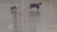 Part2 Animals Rescue #dogrescue #rescuedog #dogsofttiktok #foryoupage #foryou #dogs