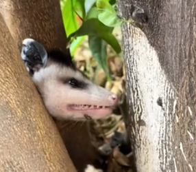 Part2 Animals Rescue #dogrescue #rescuedog #dogsofttiktok #foryoupage #foryou #dogs