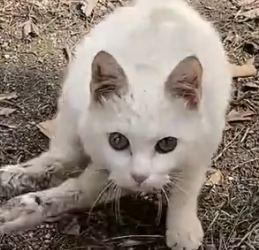 Part2 Animals Rescue #dogrescue #rescuedog #dogsofttiktok #foryoupage #foryou #dogs