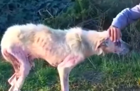 Part2 Animals Rescue #dogrescue #rescuedog #dogsofttiktok #foryoupage #foryou #dogs