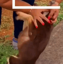 Part2 Animals Rescue #dogrescue #rescuedog #dogsofttiktok #foryoupage #foryou #dogs