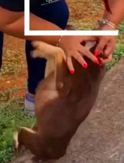 Part2 Animals Rescue #dogrescue #rescuedog #dogsofttiktok #foryoupage #foryou #dogs