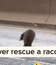 Part2 Animals Rescue #dogrescue #rescuedog #dogsofttiktok #foryoupage #foryou #dogs