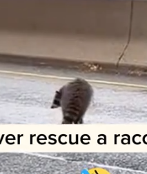 Part2 Animals Rescue #dogrescue #rescuedog #dogsofttiktok #foryoupage #foryou #dogs