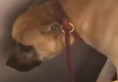 Part2 Animals Rescue #dogrescue #rescuedog #dogsofttiktok #foryoupage #foryou #dogs