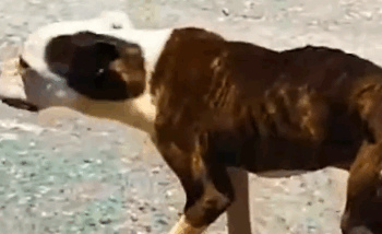 Part2 Animals Rescue #dogrescue #rescuedog #dogsofttiktok #foryoupage #foryou #dogs