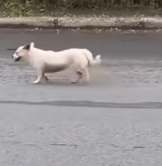 Part2 Animals Rescue #dogrescue #rescuedog #dogsofttiktok #foryoupage #foryou #dogs