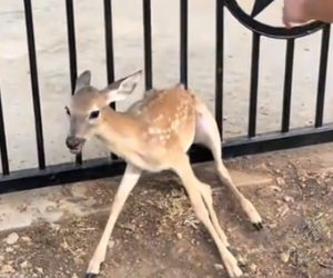 Part2 Animals Rescue #dogrescue #rescuedog #dogsofttiktok #foryoupage #foryou #dogs