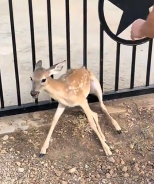 Part2 Animals Rescue #dogrescue #rescuedog #dogsofttiktok #foryoupage #foryou #dogs