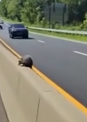 Part2 Animals Rescue #dogrescue #rescuedog #dogsofttiktok #foryoupage #foryou #dogs