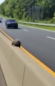 Part2 Animals Rescue #dogrescue #rescuedog #dogsofttiktok #foryoupage #foryou #dogs