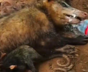 Part2 Animals Rescue #dogrescue #rescuedog #dogsofttiktok #foryoupage #foryou #dogs