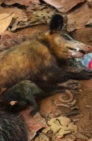 Part2 Animals Rescue #dogrescue #rescuedog #dogsofttiktok #foryoupage #foryou #dogs