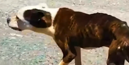 Part2 Animals Rescue #dogrescue #rescuedog #dogsofttiktok #foryoupage #foryou #dogs