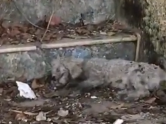 Part2 Animals Rescue #dogrescue #rescuedog #dogsofttiktok #foryoupage #foryou #dogs