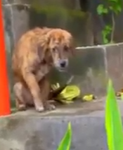 Part2 Animals Rescue #dogrescue #rescuedog #dogsofttiktok #foryoupage #foryou #dogs