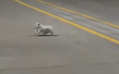 Part2 Animals Rescue #dogrescue #rescuedog #dogsofttiktok #foryoupage #foryou #dogs