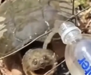 Part2 Animals Rescue #dogrescue #rescuedog #dogsofttiktok #foryoupage #foryou #dogs